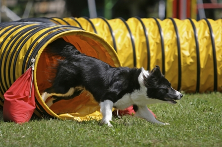 dog agility class